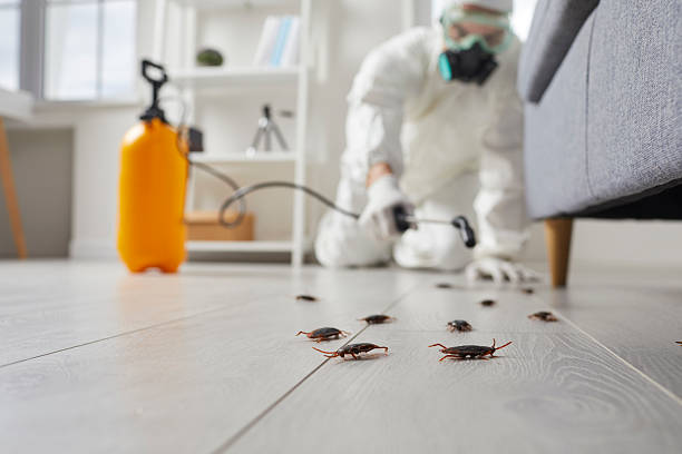 Post-Treatment Bed Bug Interceptor Monitoring in Glenwood